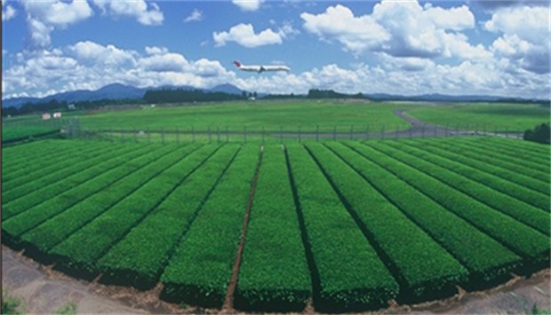 茶葉は鹿児島県、霧島産