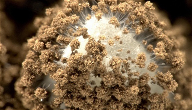 100年の研究から生まれた麹菌を使用